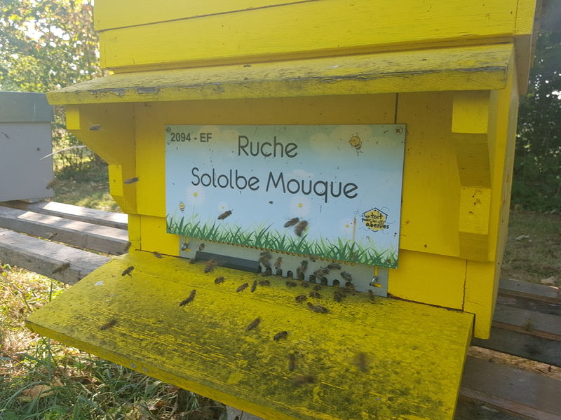 La ruche Sololbe Mouque