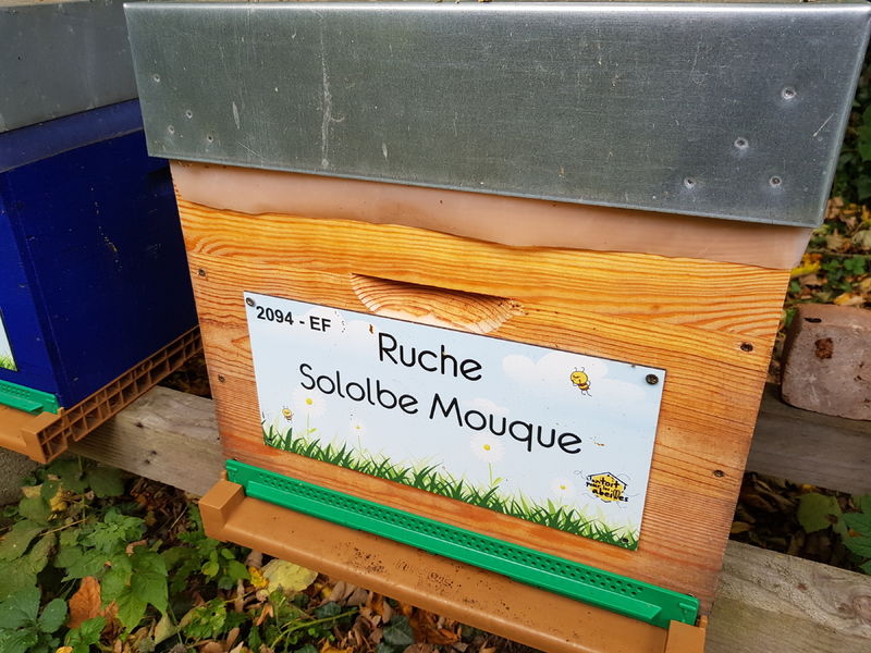 La ruche Sololbe Mouque