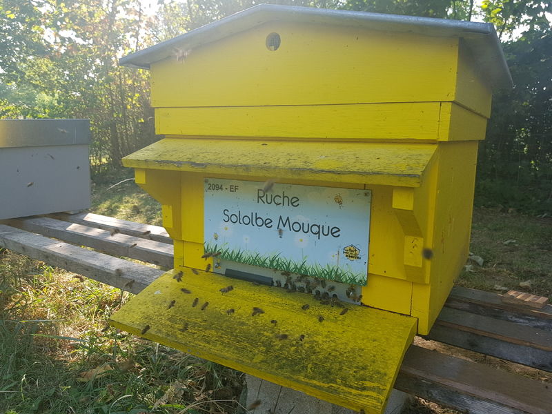 La ruche Sololbe Mouque