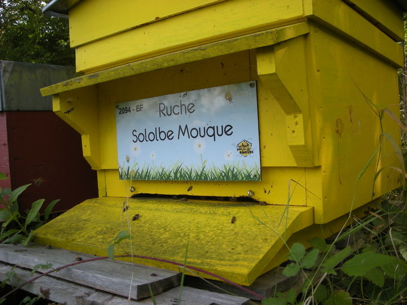 La ruche Sololbe Mouque