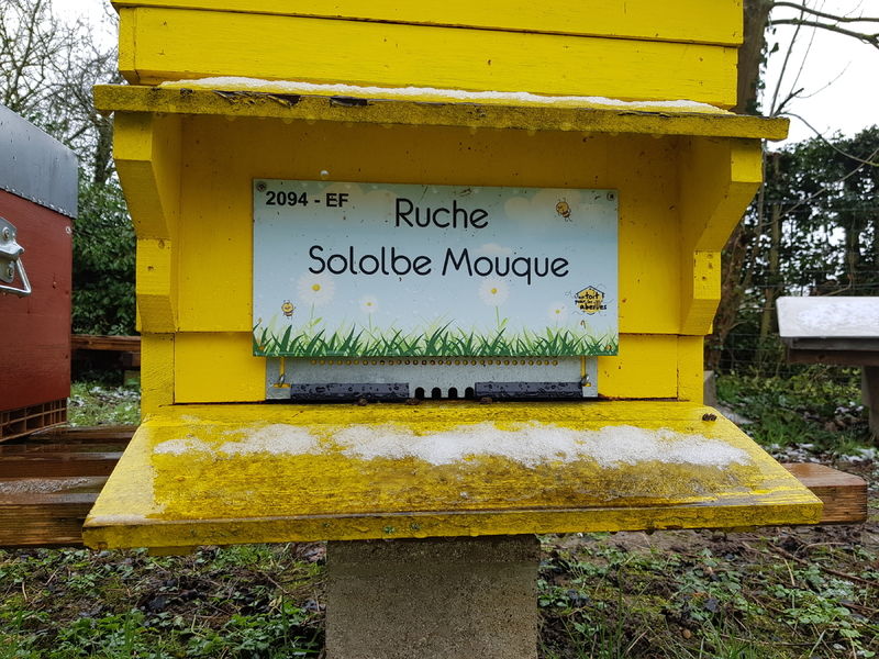 La ruche Sololbe Mouque