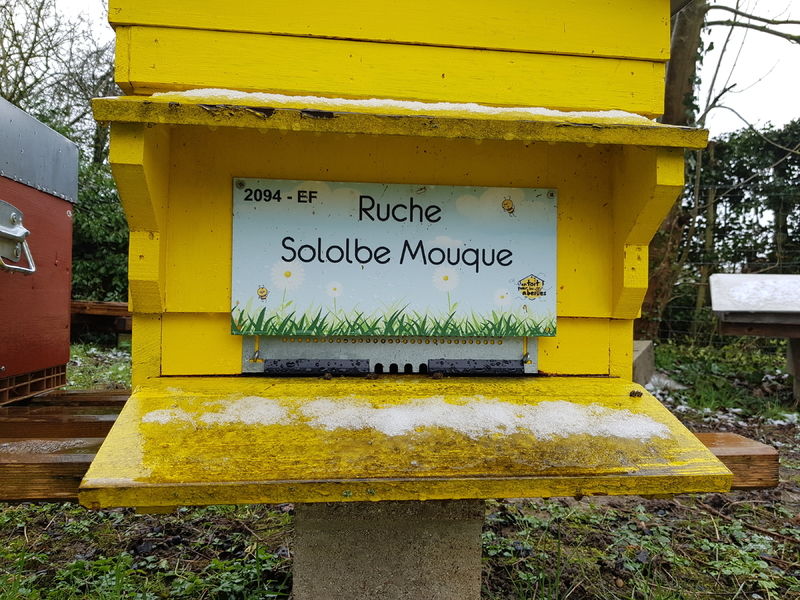 La ruche Sololbe Mouque