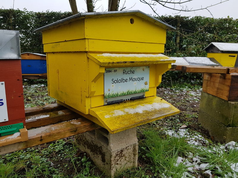 La ruche Sololbe Mouque