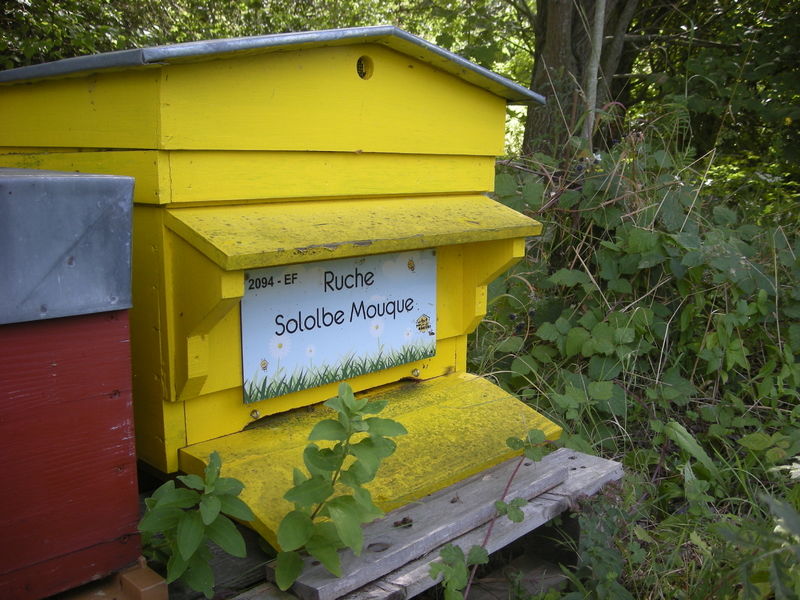 La ruche Sololbe Mouque
