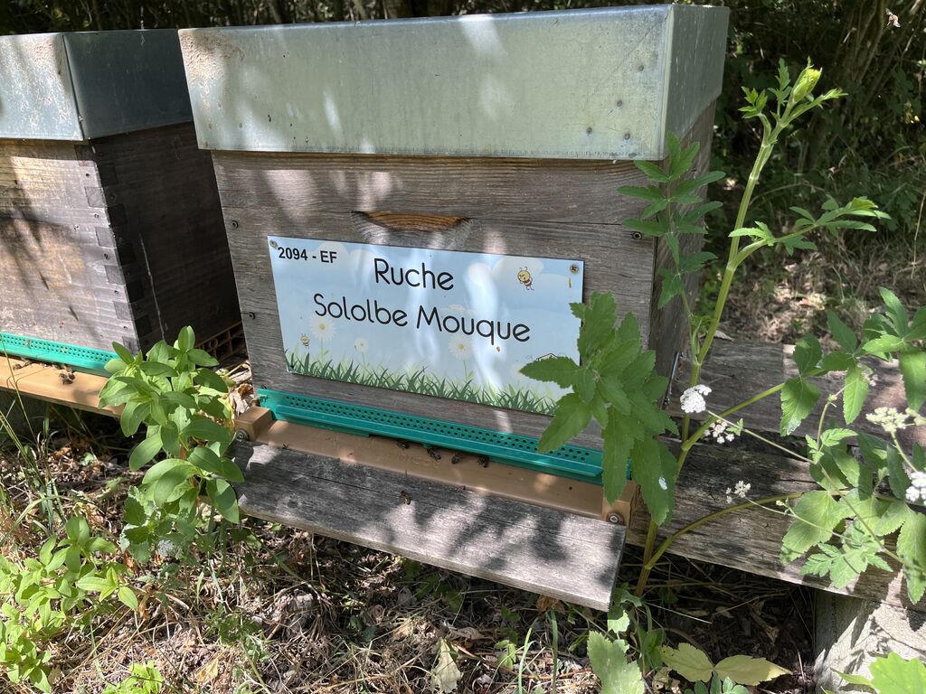 La ruche Sololbe Mouque