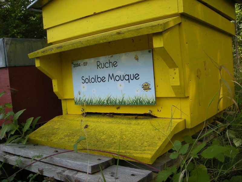 La ruche Sololbe Mouque