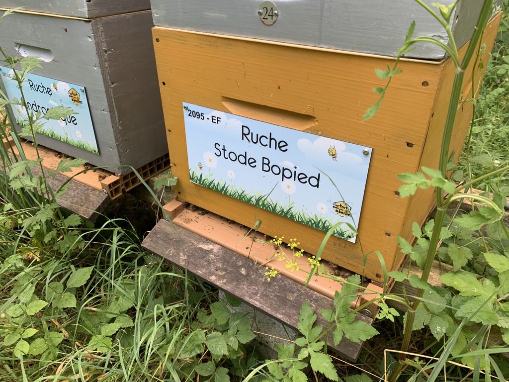 La ruche Stode Bopied