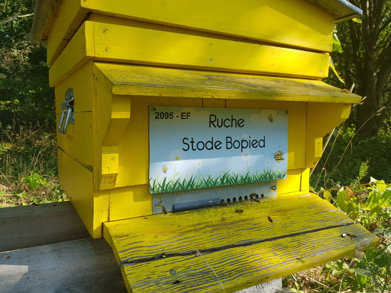 La ruche Stode Bopied