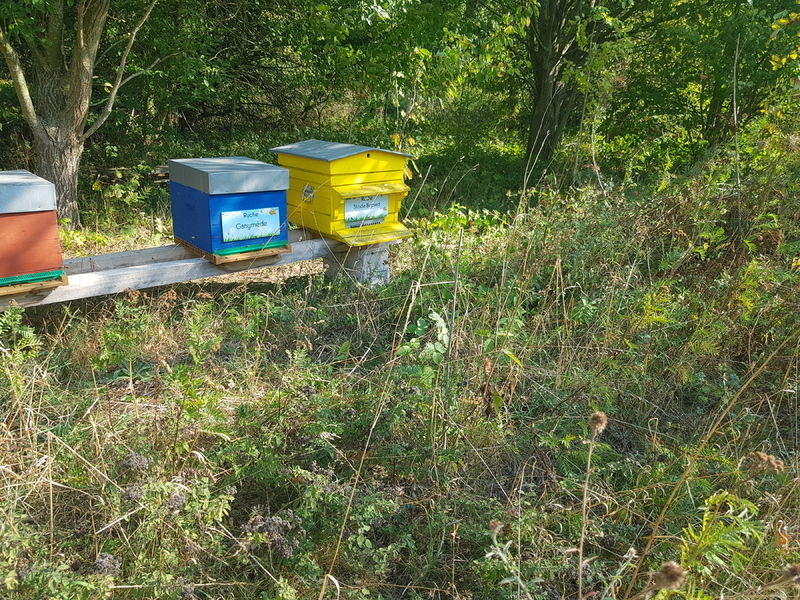 La ruche Stode Bopied