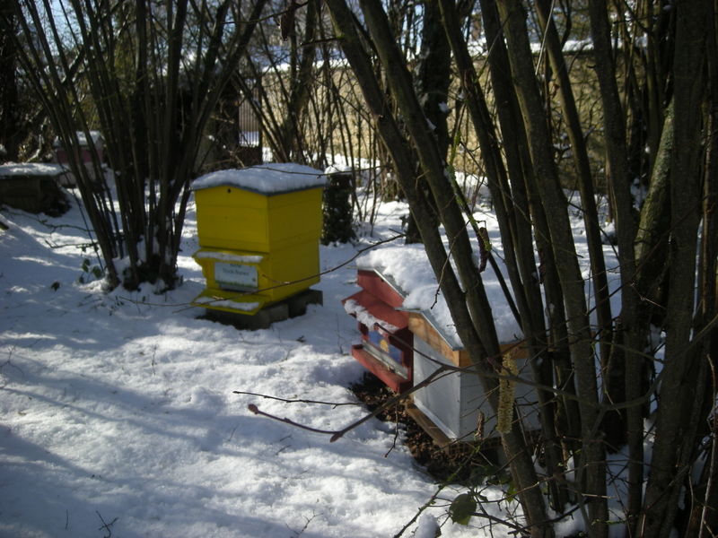 La ruche Stode Bopied