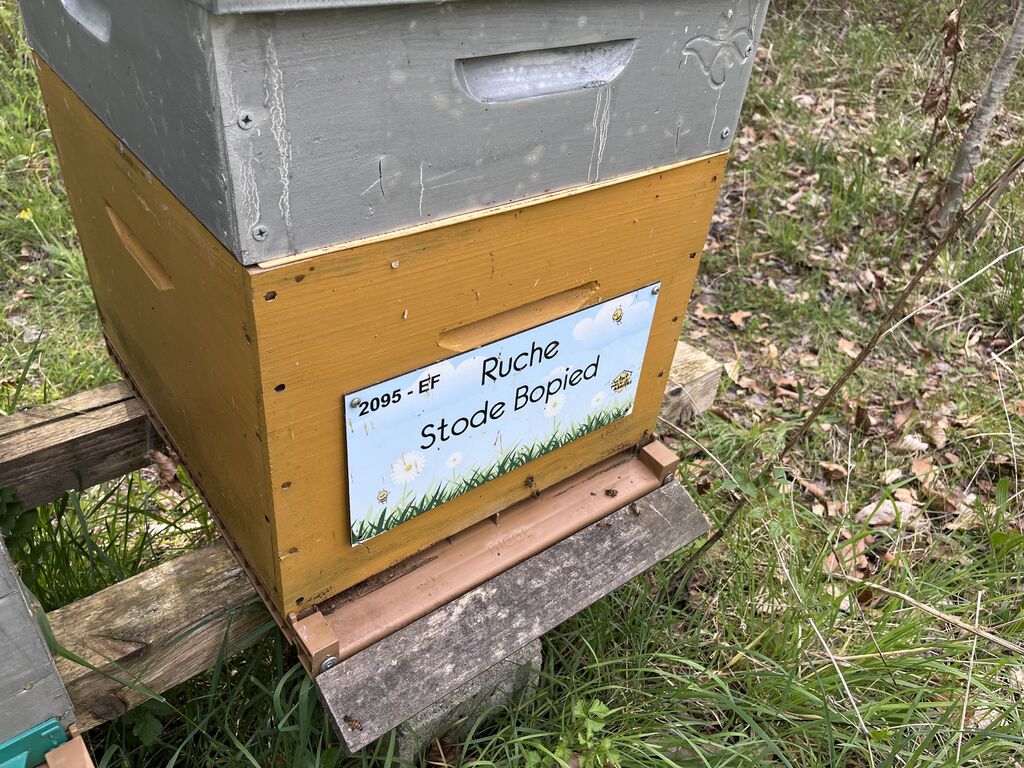 La ruche Stode Bopied