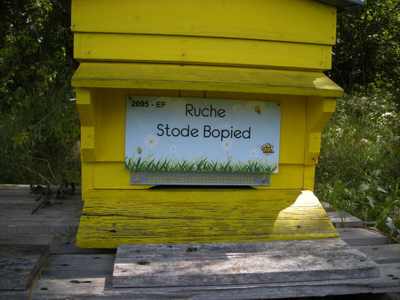 La ruche Stode Bopied