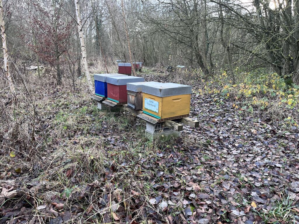 La ruche Stode Bopied