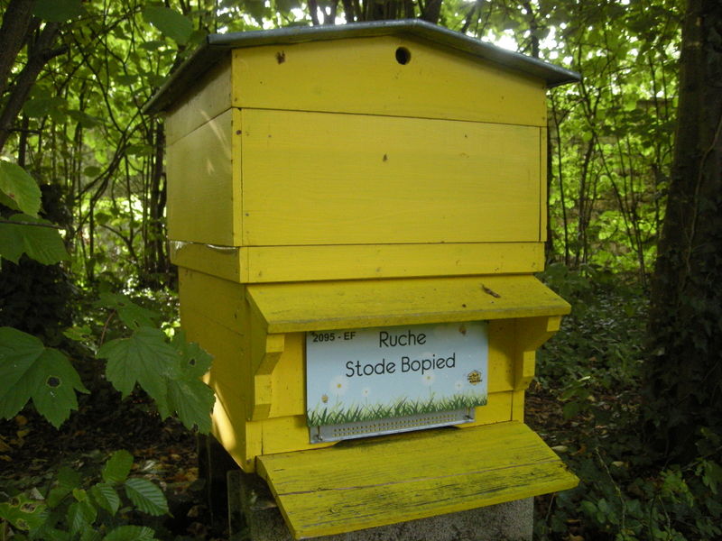 La ruche Stode Bopied