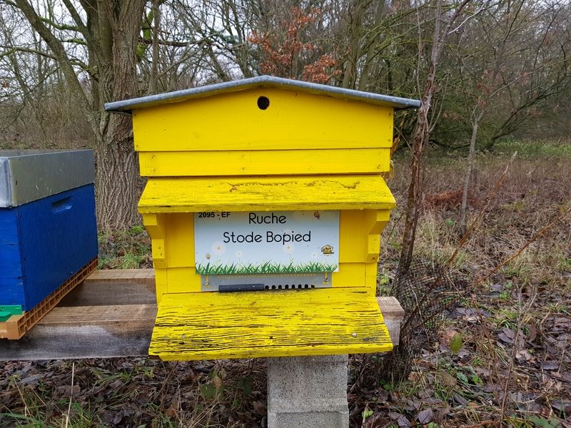 La ruche Stode Bopied