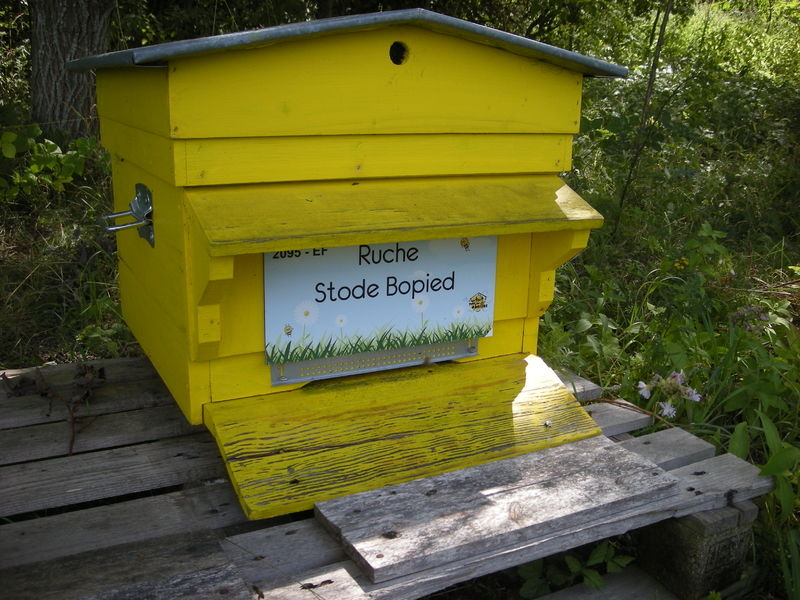 La ruche Stode Bopied
