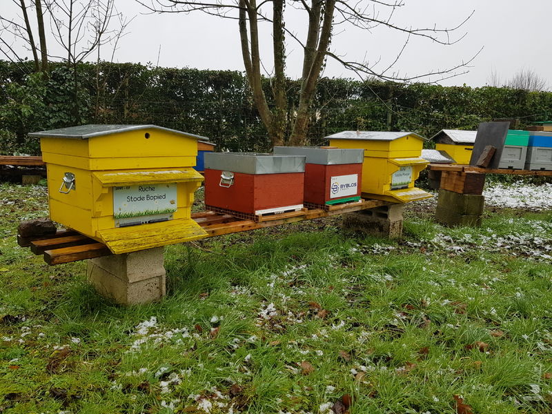 La ruche Stode Bopied