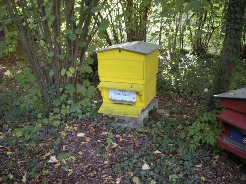 La ruche Stode Bopied