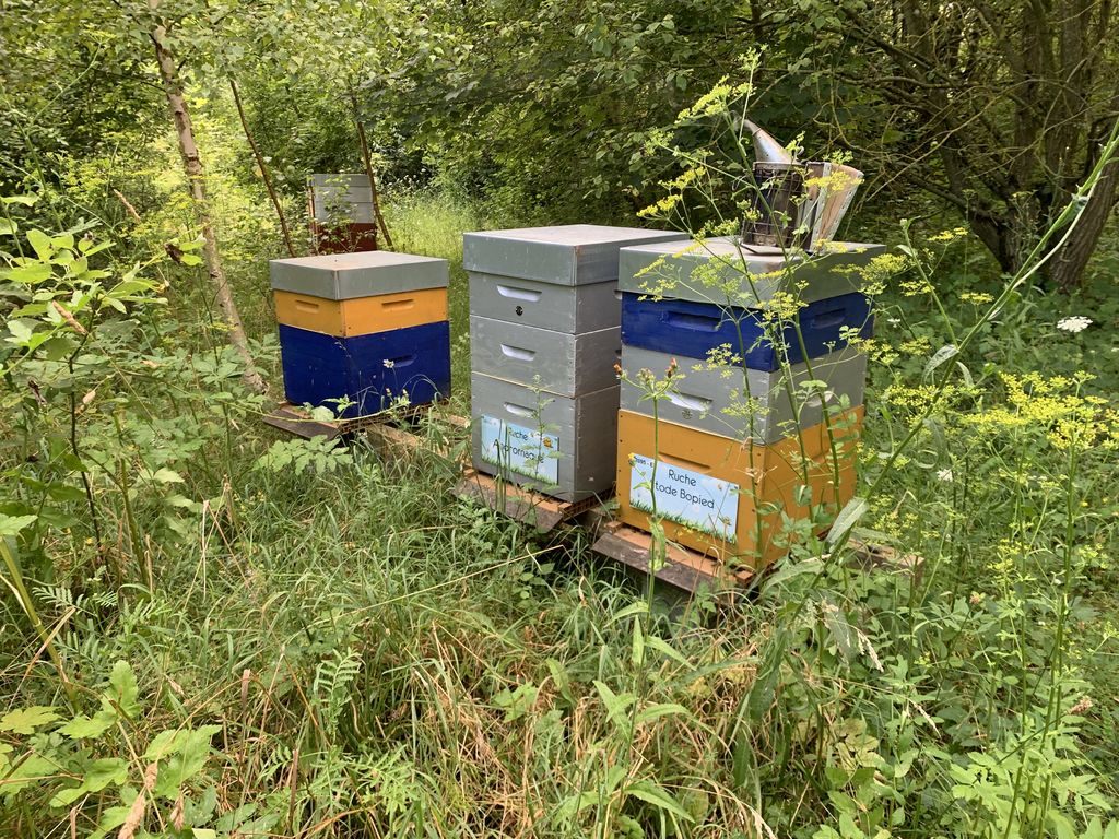 La ruche Stode Bopied