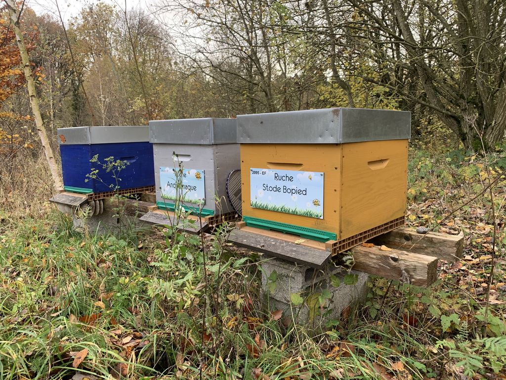 La ruche Stode Bopied