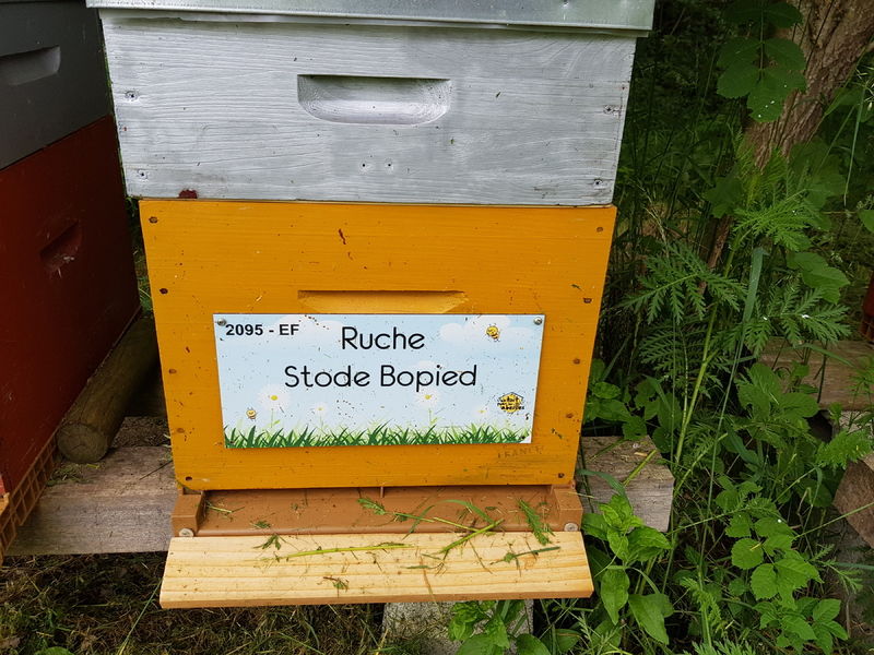 La ruche Stode Bopied