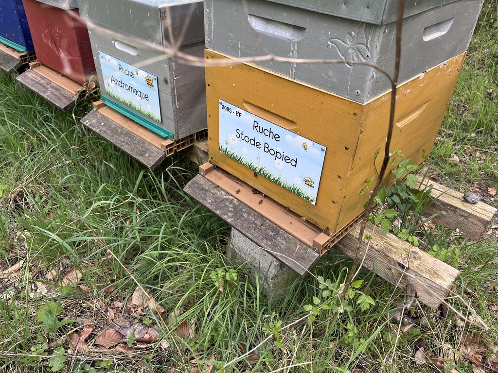 La ruche Stode Bopied