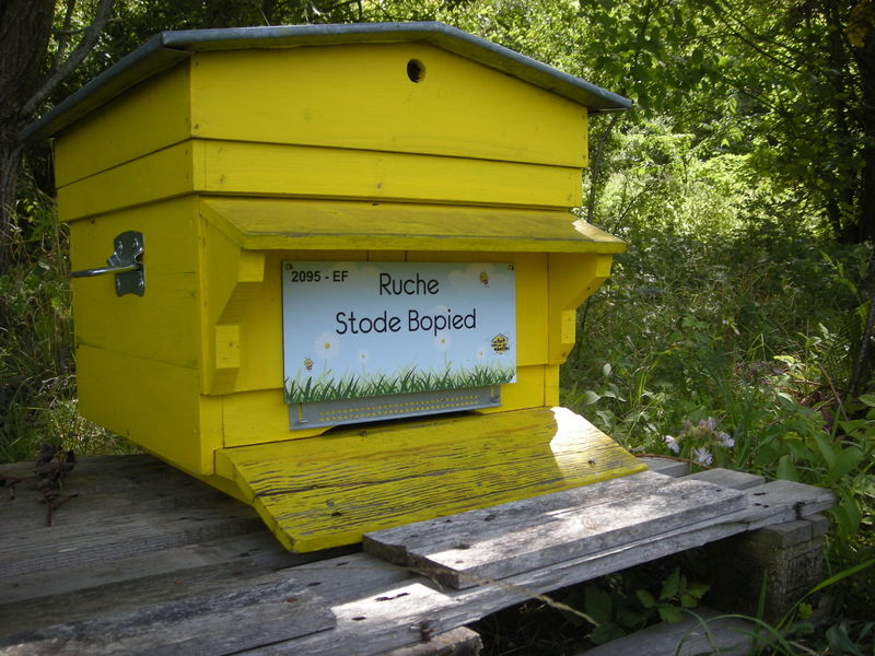 La ruche Stode Bopied