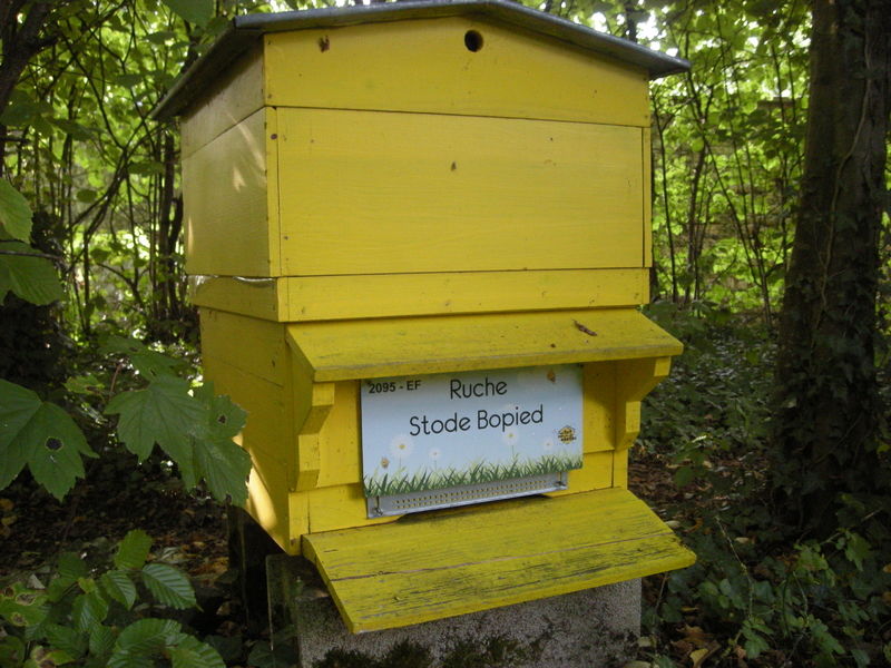La ruche Stode Bopied