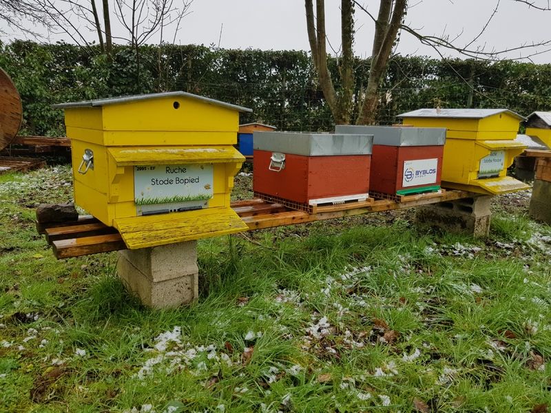 La ruche Stode Bopied