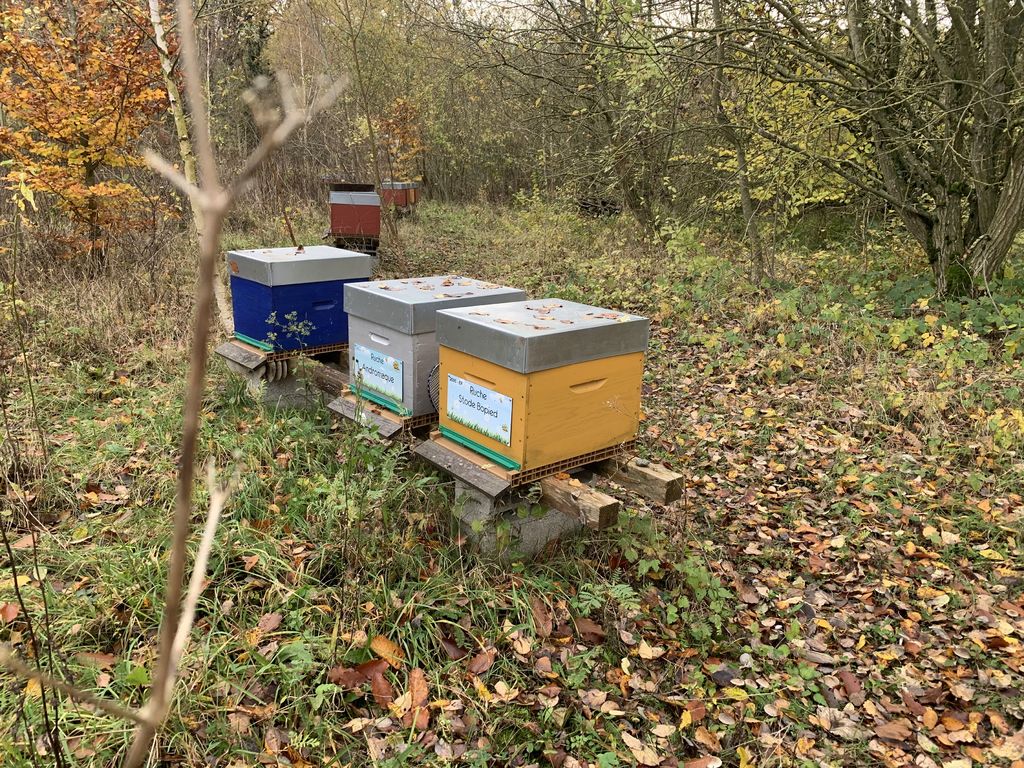 La ruche Stode Bopied