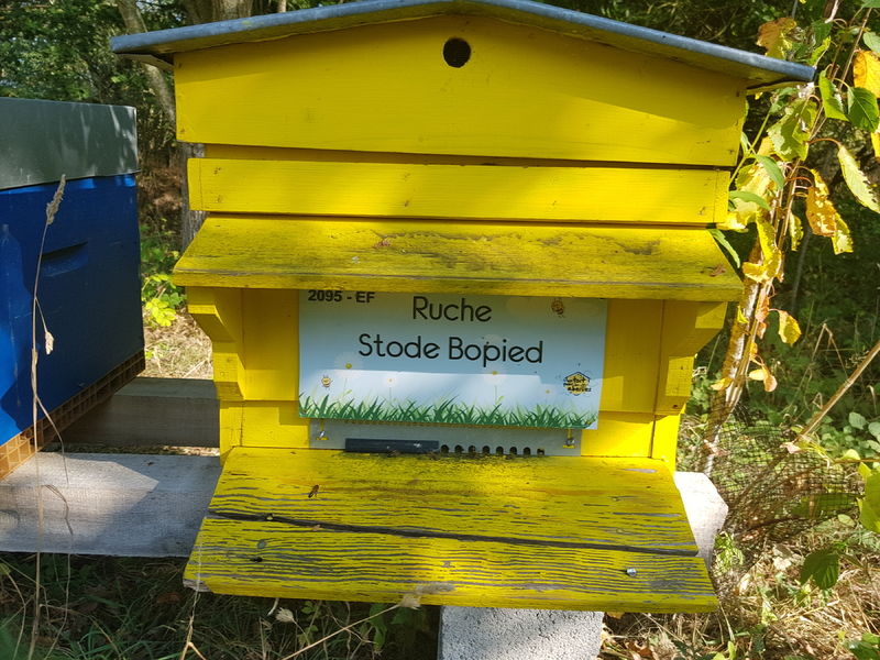 La ruche Stode Bopied