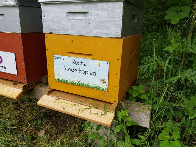 La ruche Stode Bopied