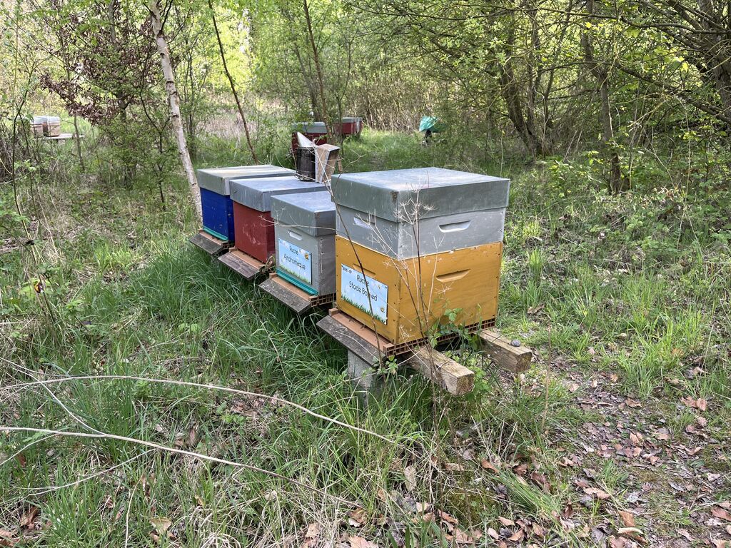 La ruche Stode Bopied