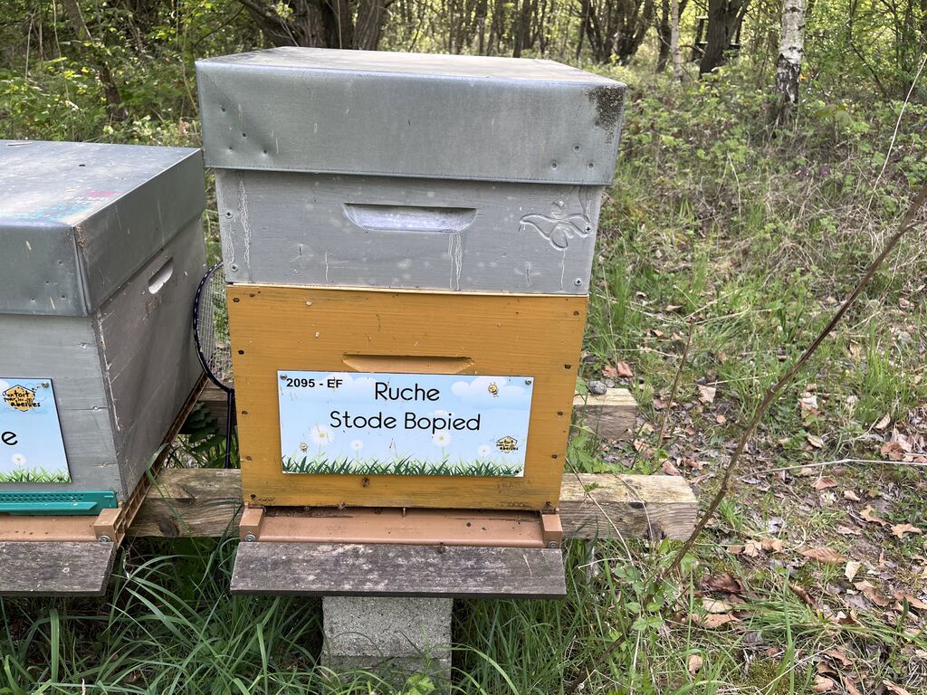 La ruche Stode Bopied