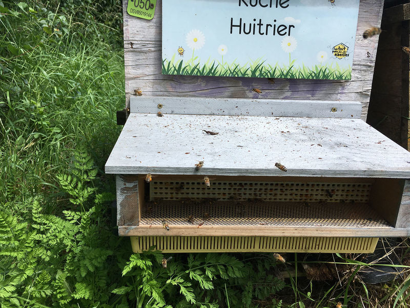 La ruche Huitrier