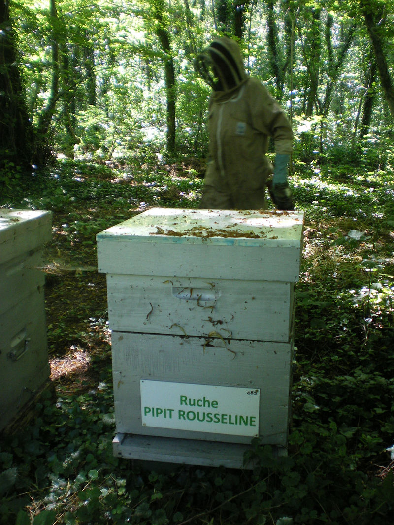 La ruche Pipit rousseline