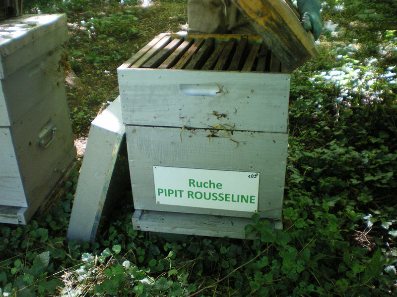 La ruche Pipit rousseline