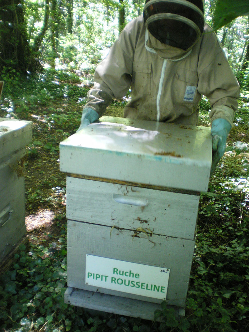 La ruche Pipit rousseline