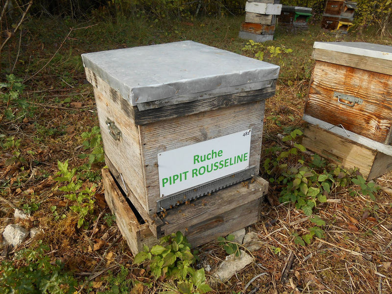 La ruche Pipit rousseline