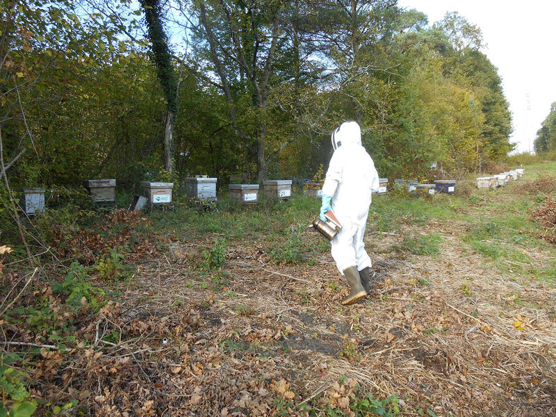 La ruche Pipit rousseline