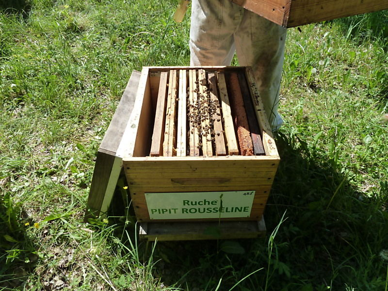 La ruche Pipit rousseline