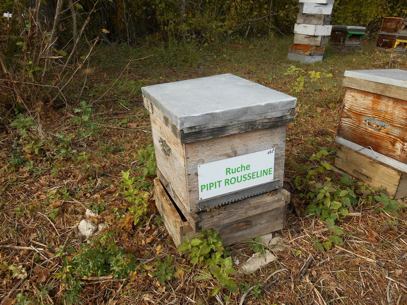 La ruche Pipit rousseline