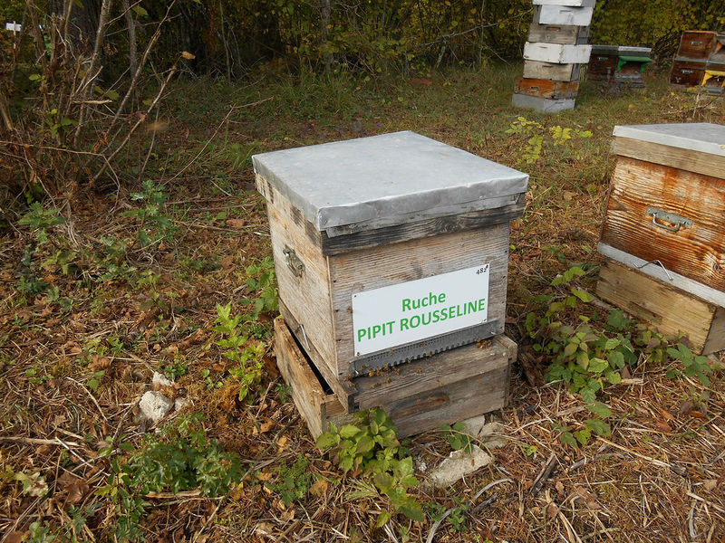 La ruche Pipit rousseline