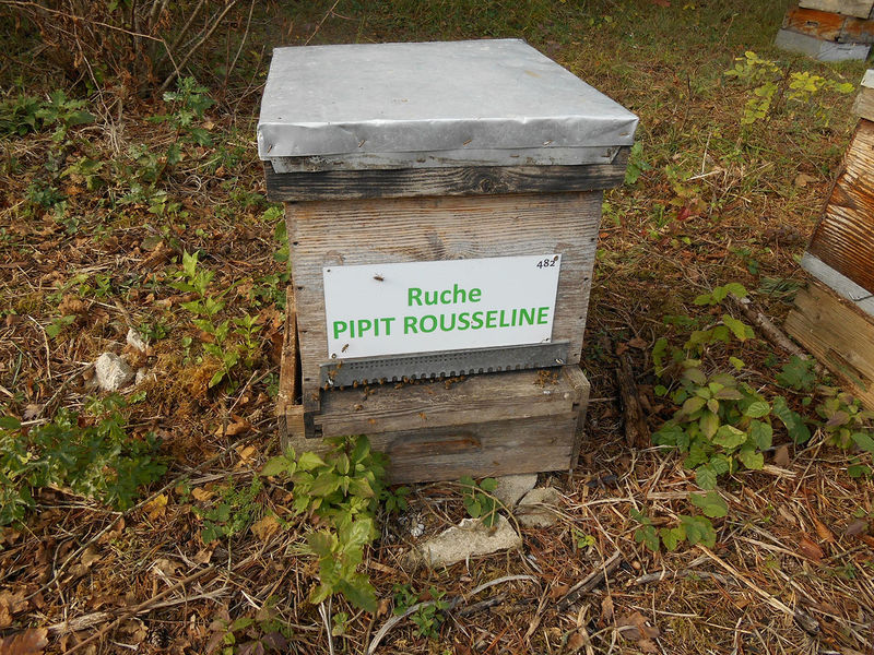 La ruche Pipit rousseline