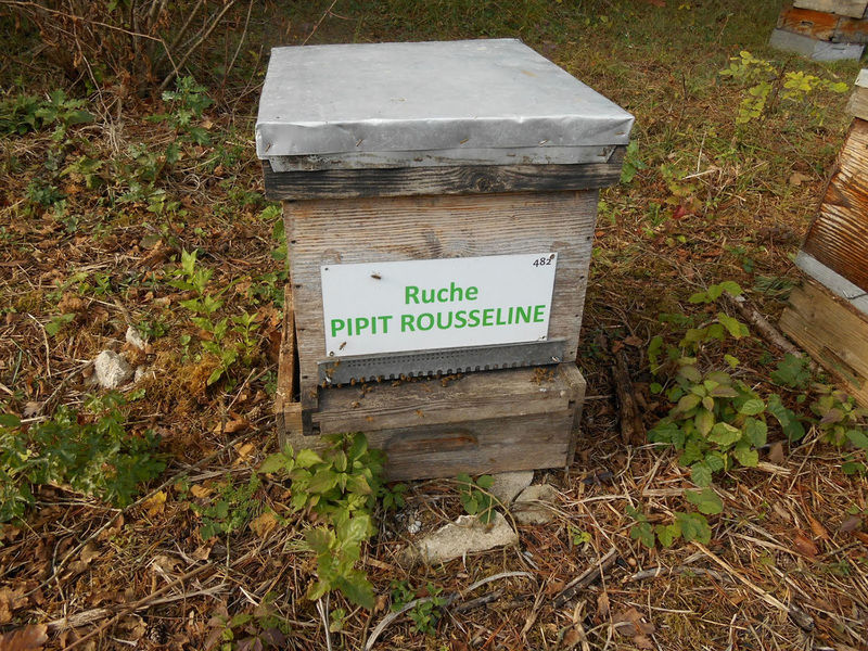 La ruche Pipit rousseline