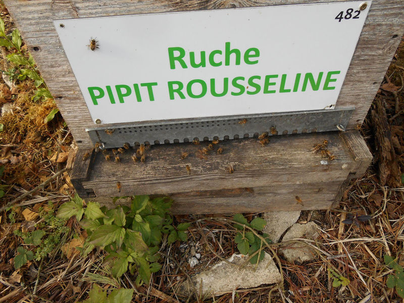 La ruche Pipit rousseline