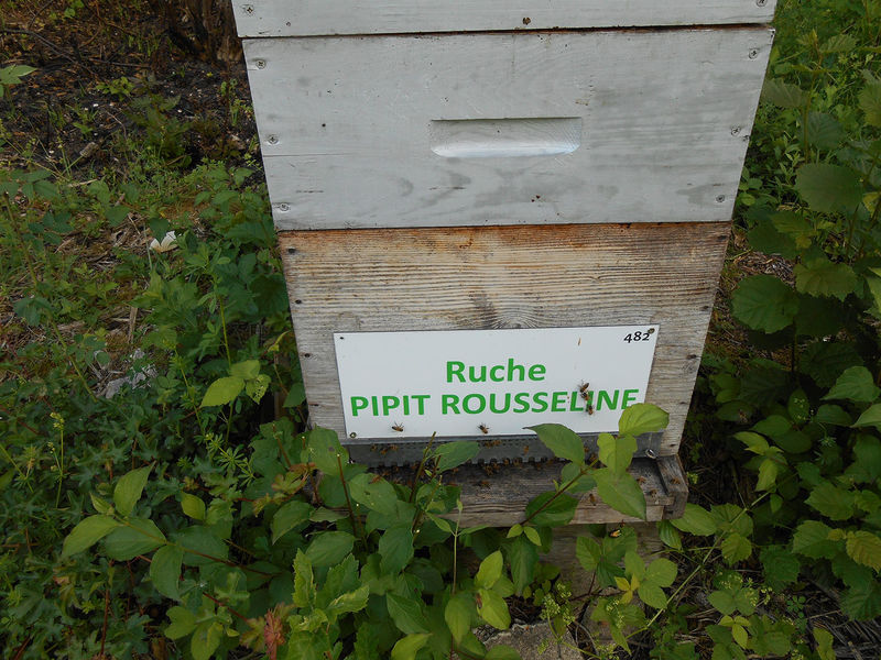 La ruche Pipit rousseline