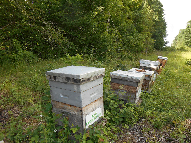 La ruche Pipit rousseline