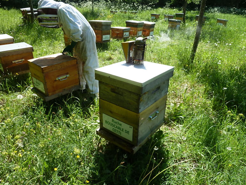 La ruche Pipit rousseline