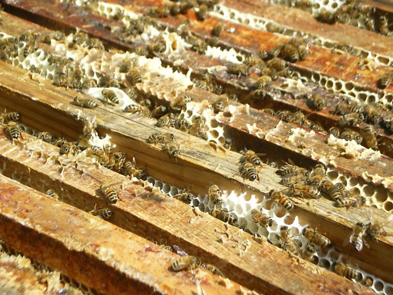 La ruche Pipit rousseline